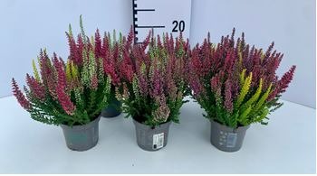 Picture of Calluna Beauty Ladies Trio P9.5 20-CM