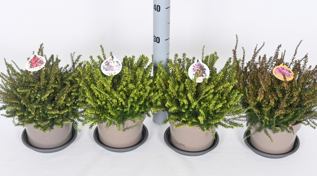 Picture of Trolley Deal 2024 Erica darlyensis in varieties P17 (2 Ltr) F.O. (103)