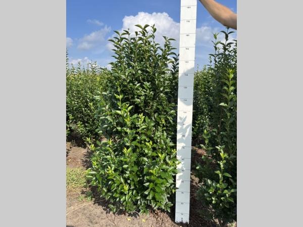 Picture of Ligustrum ovalifolium ROOTBALL 140/160cm