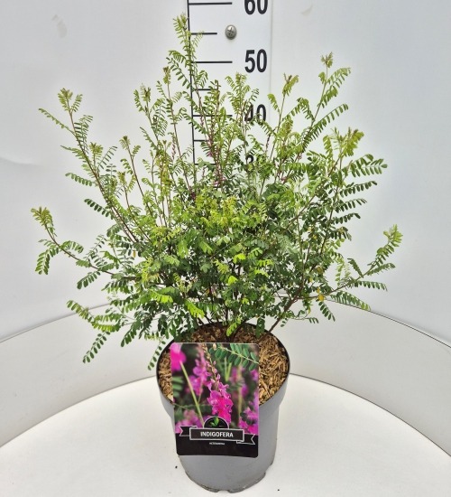 Image de Indigofera heterantha P29 (10 Ltr)