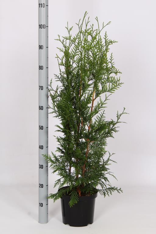 Picture of Thuja occ. Brabant P23 (5 Ltr) 80/100