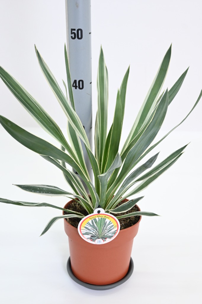 Picture of Yucca silver Variegata P17 (2 Ltr)