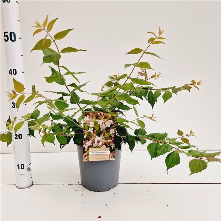 Picture of Kolkwitzia amabilis P18 (2.5 Ltr) 30/40CM