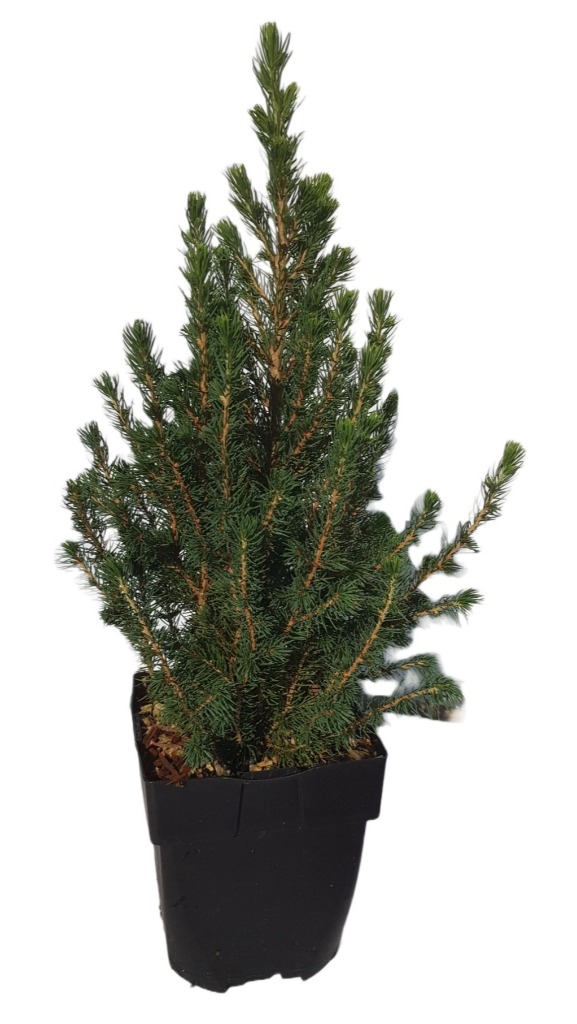 Picture of Picea glauca Conica P17 (2 Ltr) Square