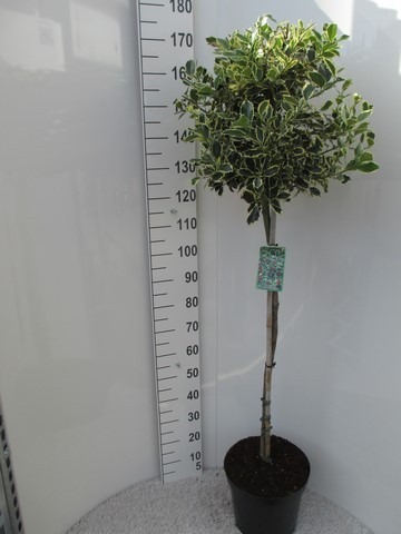 Picture of Ilex aquif. Argentea Marginata P32 (15 Ltr) 100/STD