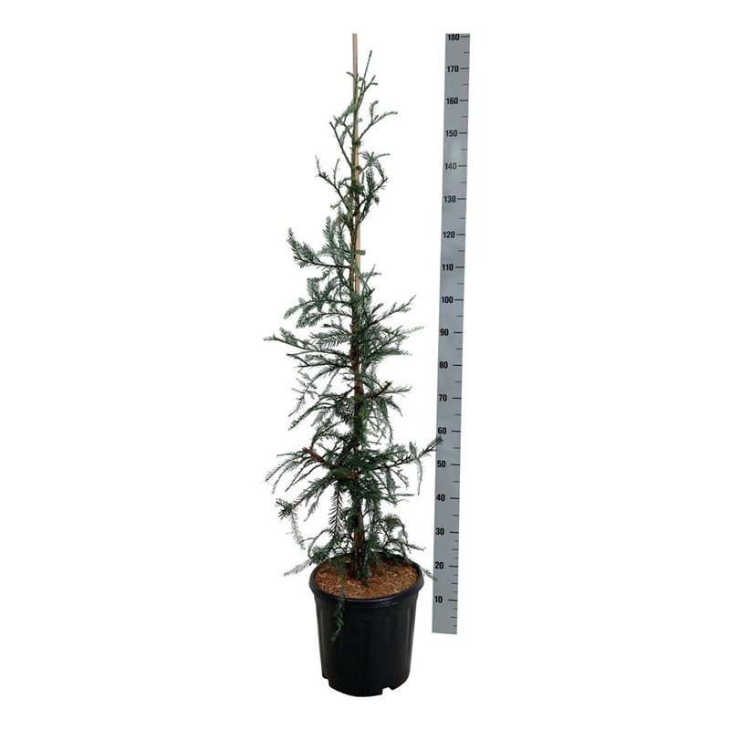 Picture of Sequoia sempervirens Winter Blue P32 (15 Ltr) 125-150