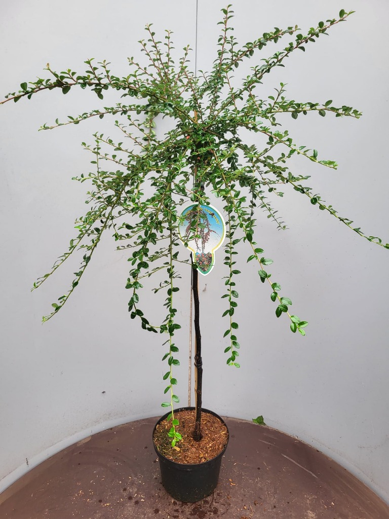 Picture of Cotoneaster suec. Coral Beauty P23 (5 Ltr) 80/STD