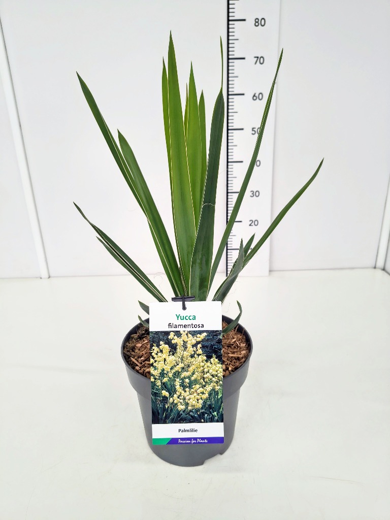 Billede af Yucca filamentosa P23 (5 Ltr) 40-60CM