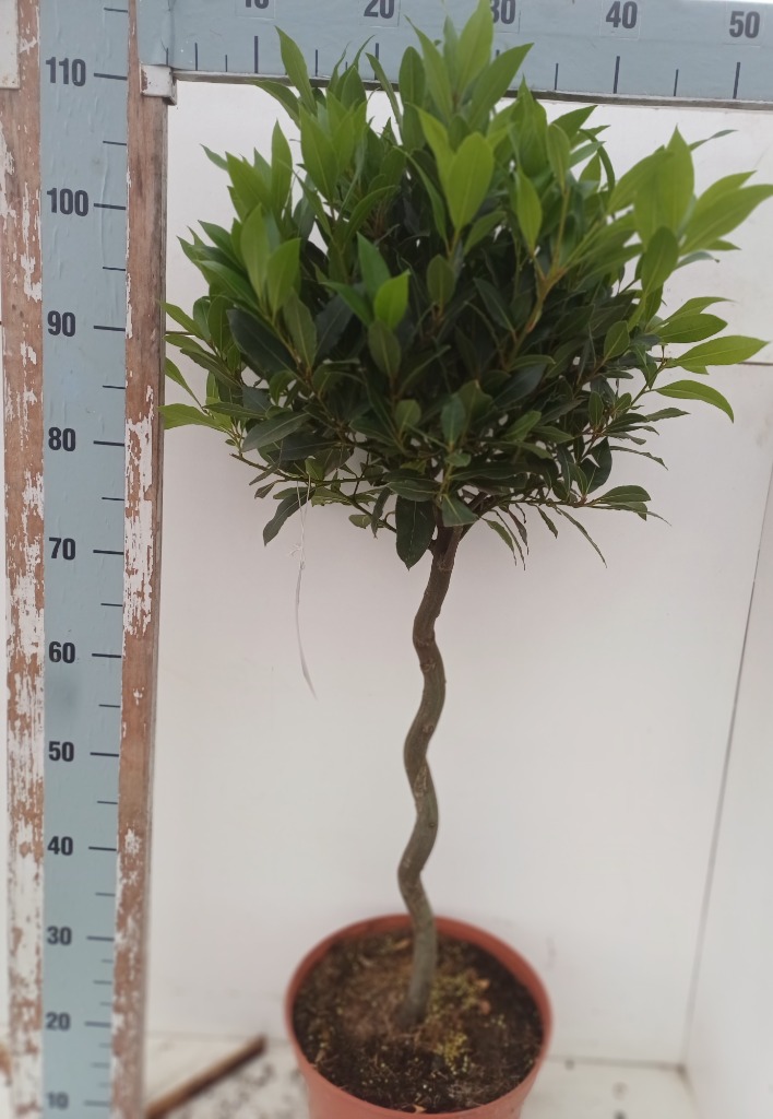 Laurus Nobilis