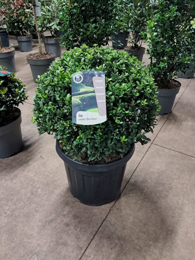 Picture of Ilex cren. Dark Green P36 (20 Ltr) BALL-45/50 (LOOSE)