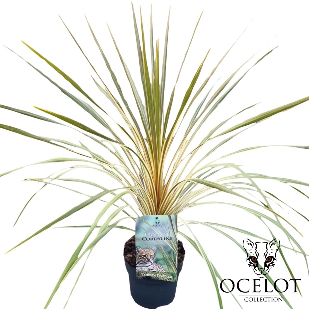 Picture of Cordyline australis Torbay Dazzler P17 (2 Ltr)