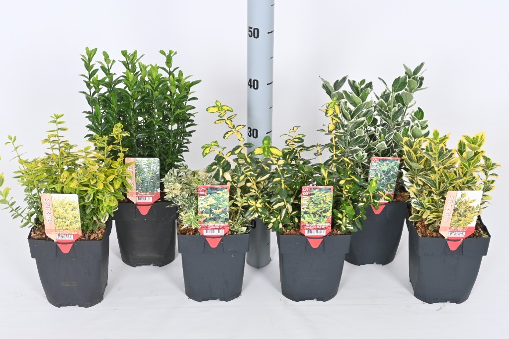 Picture of Euonymus fort. in 6 varieties P17 (2 Ltr) Square