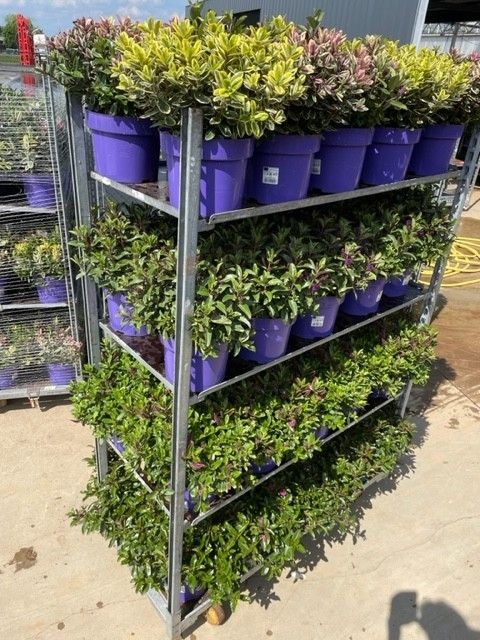 Picture of Trolley Deal 2025 Hebe in 4 varieties P23 (5Ltr)