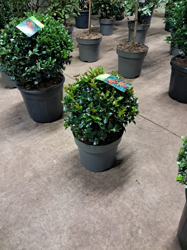 Picture of Ilex mes. Blue Maid P29 (10 Ltr) BALL-35/40