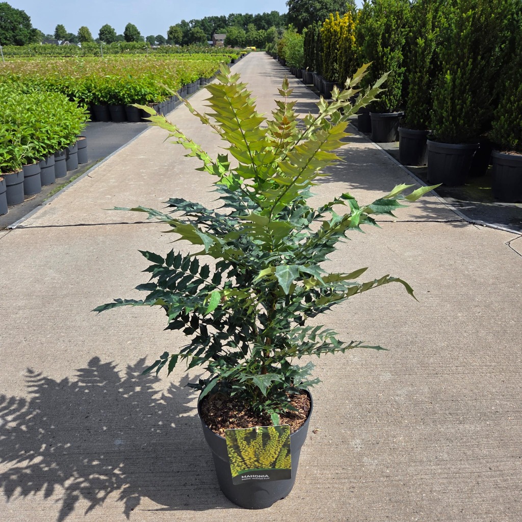 Mahonia med. Winter Sun