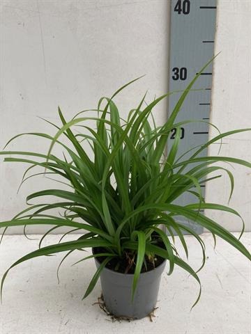 Picture of Carex Fresh Look P10.5