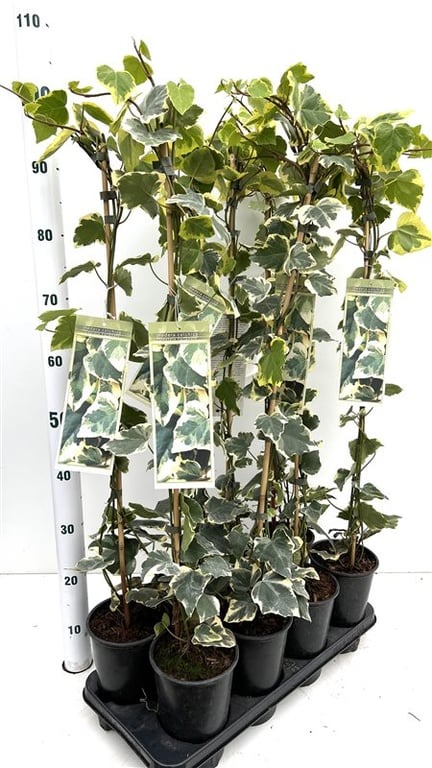 Picture of Hedera colchica Dentata Variegata P17-(2.5-LTR) 70/80CM