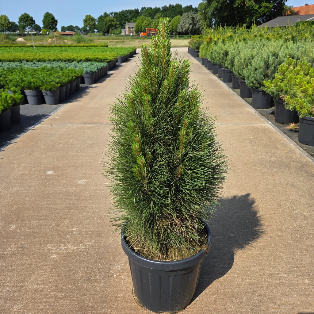Pinus nigra Green Tower