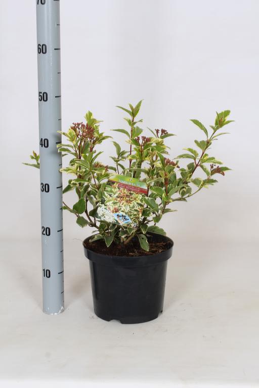 Picture of Viburnum tinus Variegata P21 (4 Ltr)