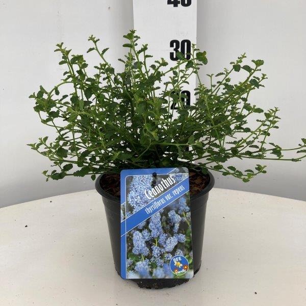 Picture of Ceanothus thyrsiflorus repens P17-(2.5-LTR)