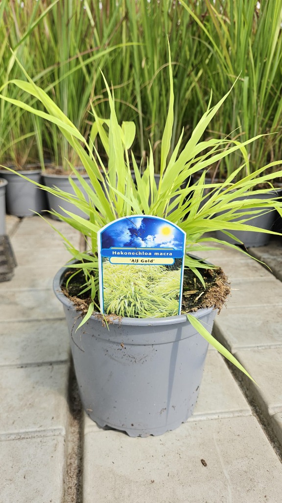 Hakonechloa mac. All Gold