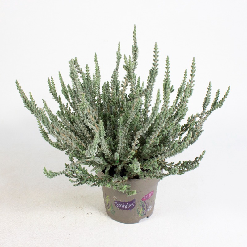 Obrazek Calluna Garden Girls Fluffy P11
