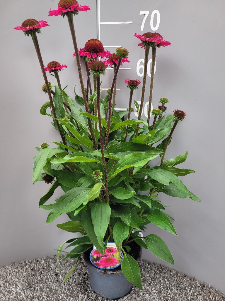 Obrázek Echinacea purp. Delicious Candy P17 (2 Ltr)
