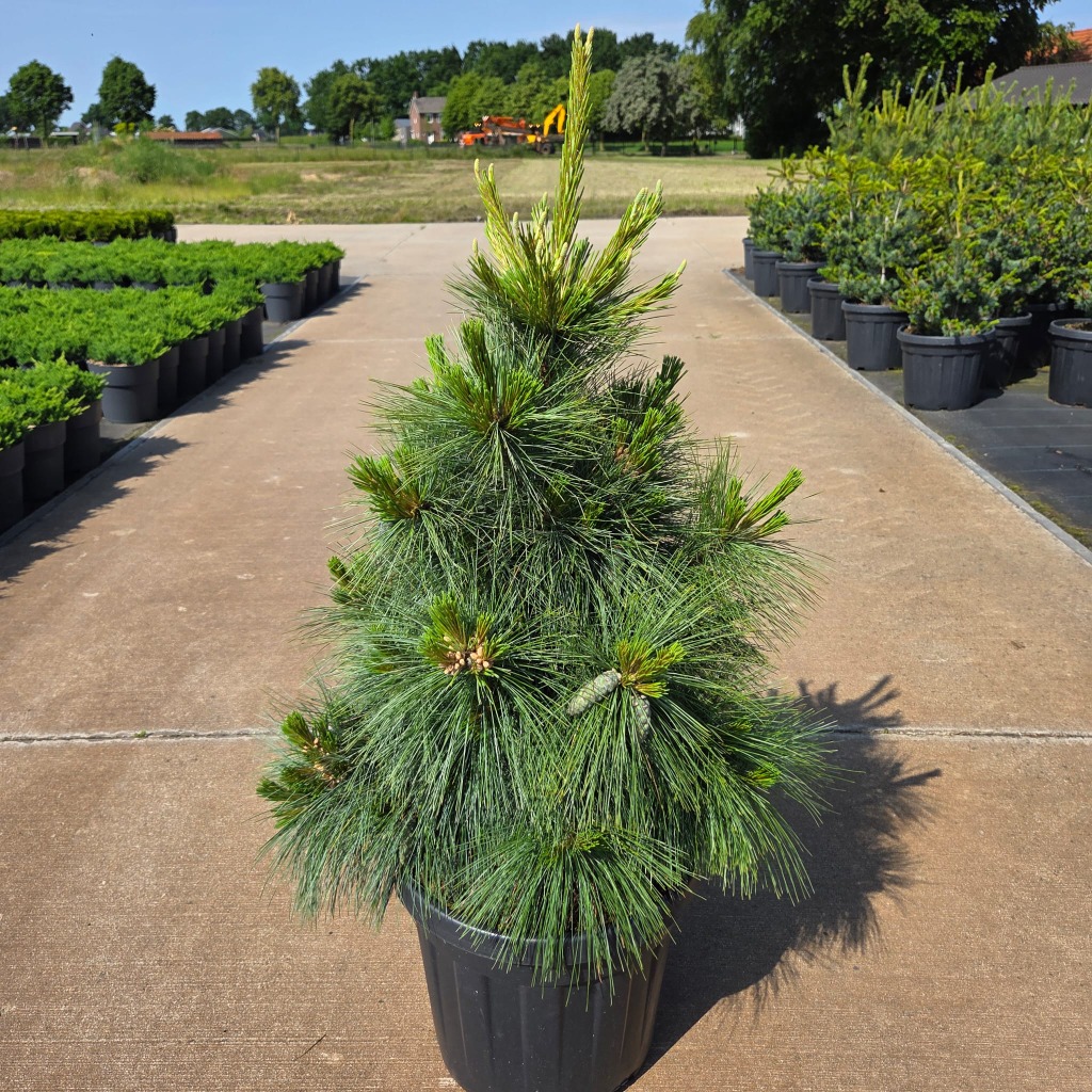 Pinus schwerinii Wiethorst