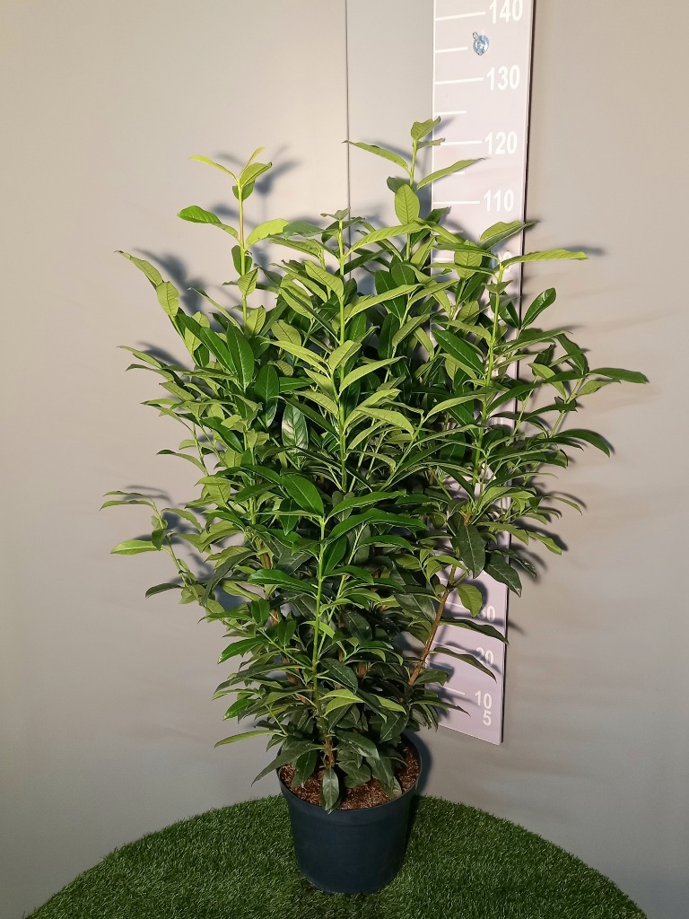 Picture of Prunus laur. Genolia P30 (12 Ltr) 100/125