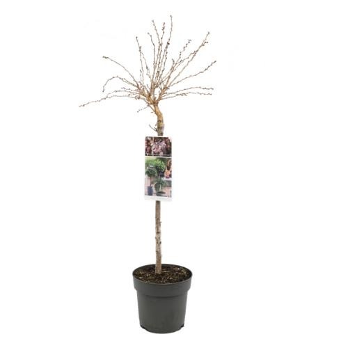 Picture of Prunus incisa Kojou-no-mai P19 (3 Ltr) 50/STD