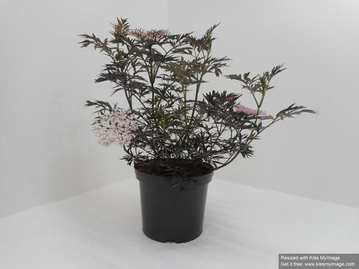 Picture of Sambucus nigra Black Lace P32 (15 Ltr) 60/80