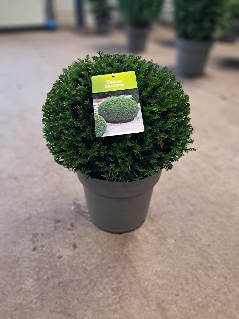 Picture of Taxus Baccata P29 (10 Ltr) BALL-35