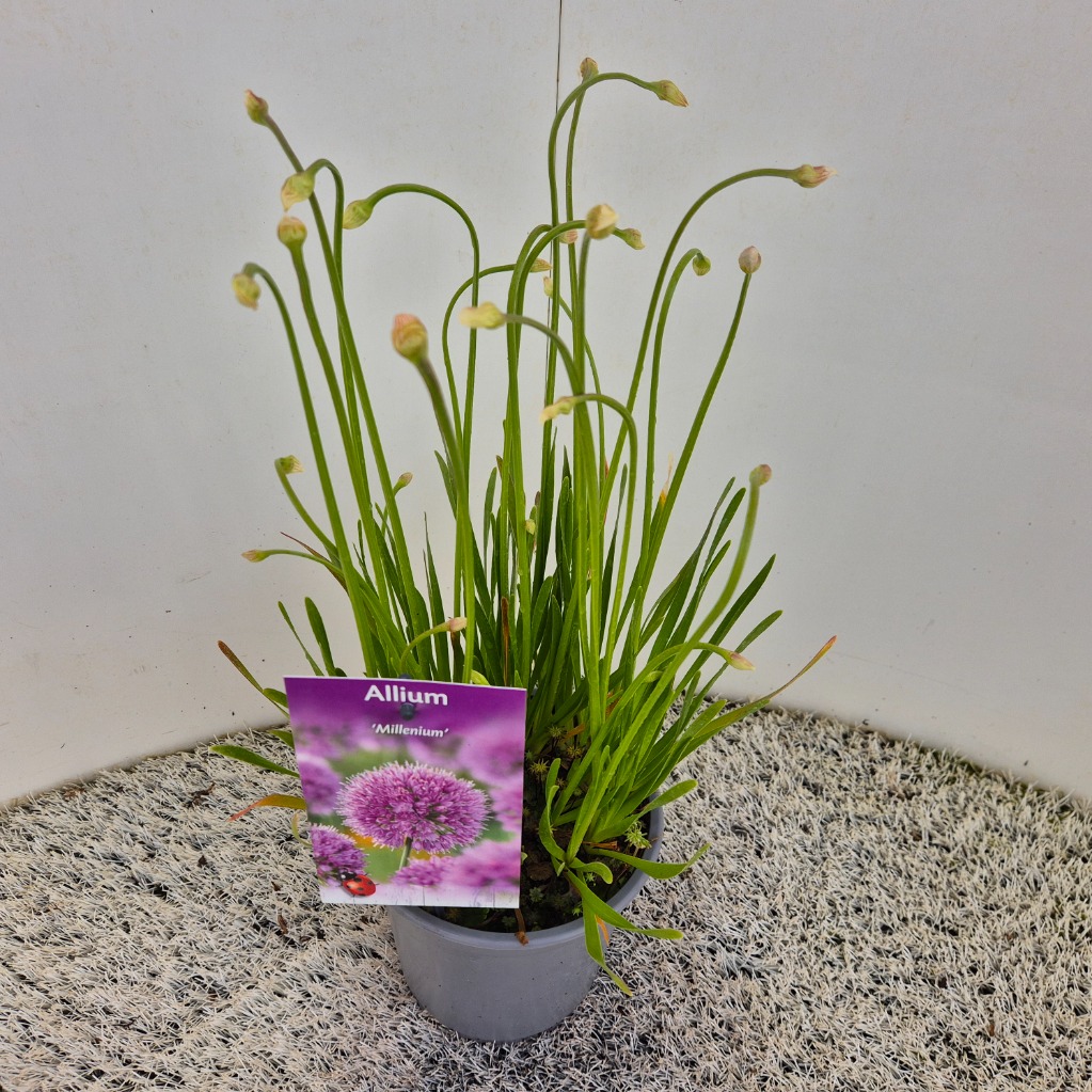 Allium Millenium