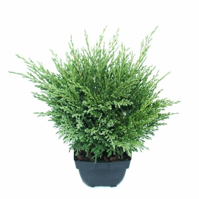 Picture of Juniperus hor. Andorra Compact P17 (2 Ltr) 20/25