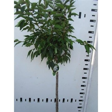 Picture of Prunus nipponica Brilliant P23 (5 Ltr) 80/STD