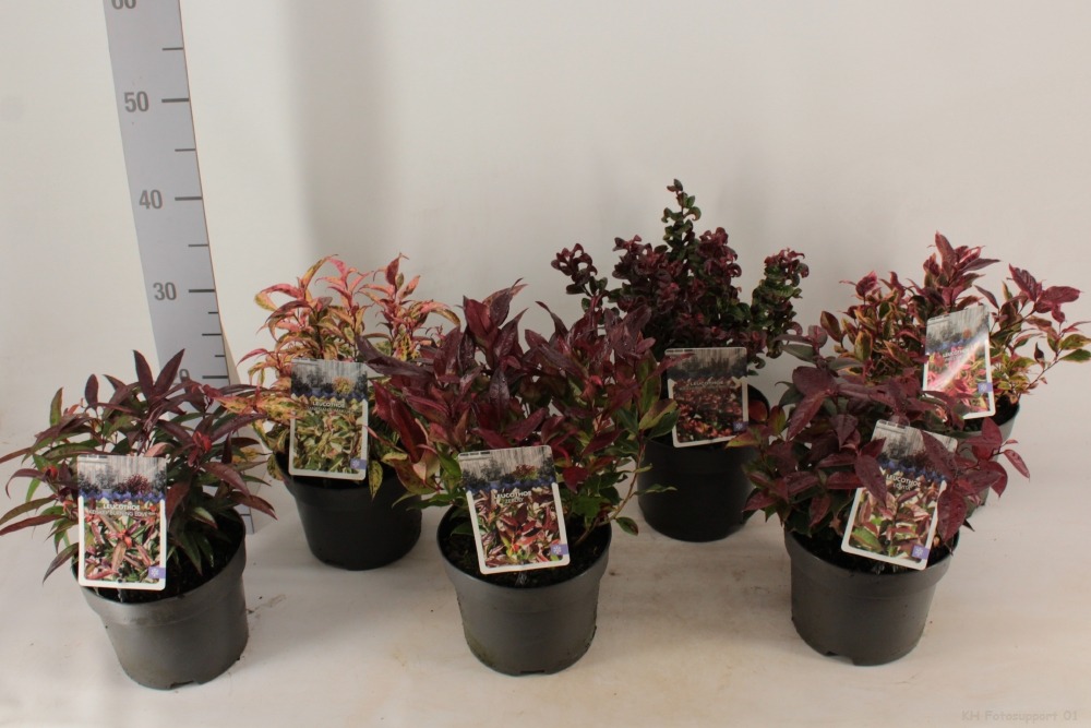 Picture of Trolley Deal 2024 Leucothoe in 6 varieties P17 (2 Ltr) F.O. (189)