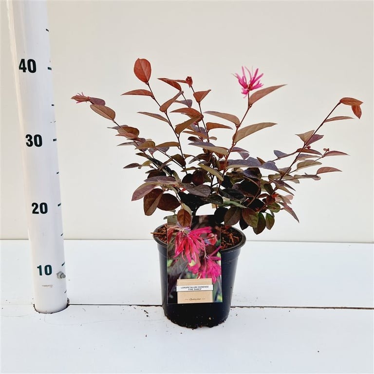 Picture of Loropetalum chin. Fire Dance P15 25/30CM