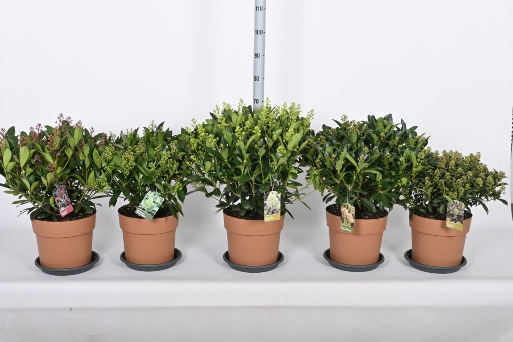 Picture of Trolley Deal 2024 Skimmia in 5 varieties P29 (10 Ltr) F.O. (097)