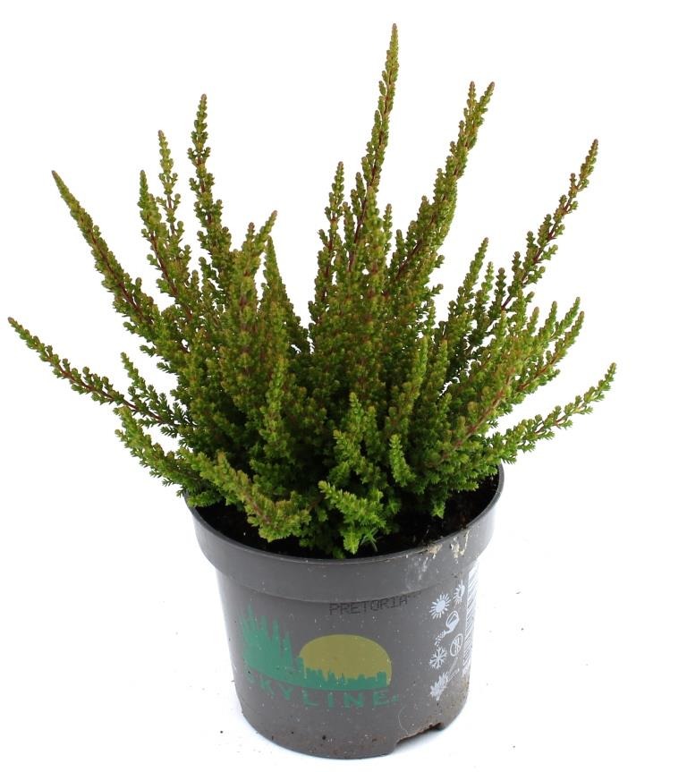 Picture of Calluna beauty ladies Skyline Pretoria (bronze) P9.5 15-CM