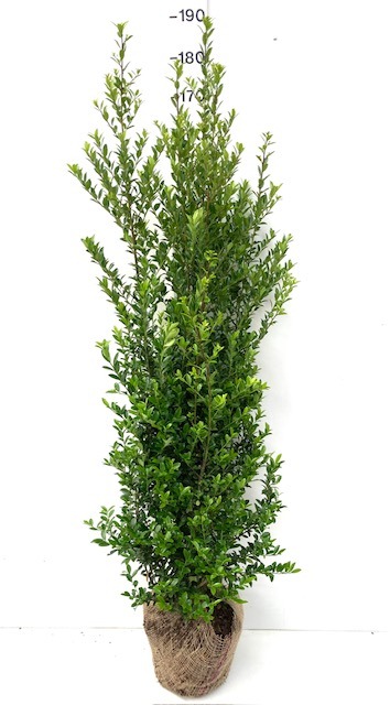 Picture of Ilex maximowicziana Kanehiraea ROOTBALL/JUTE 120/140CM