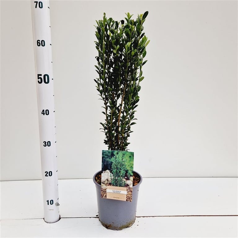 Picture of Ilex crenata Fastigiata P18 (2.5 Ltr) 40/50CM