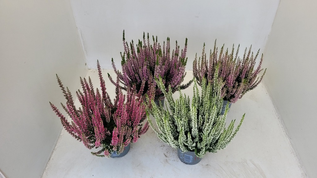 Picture of Calluna Beauty Ladies in varieties P11 20-CM