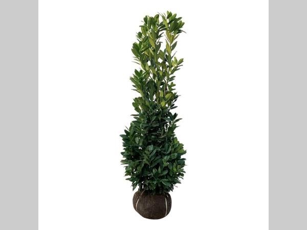 Picture of Prunus laur. Green Torch ROOTBALL 120/140CM