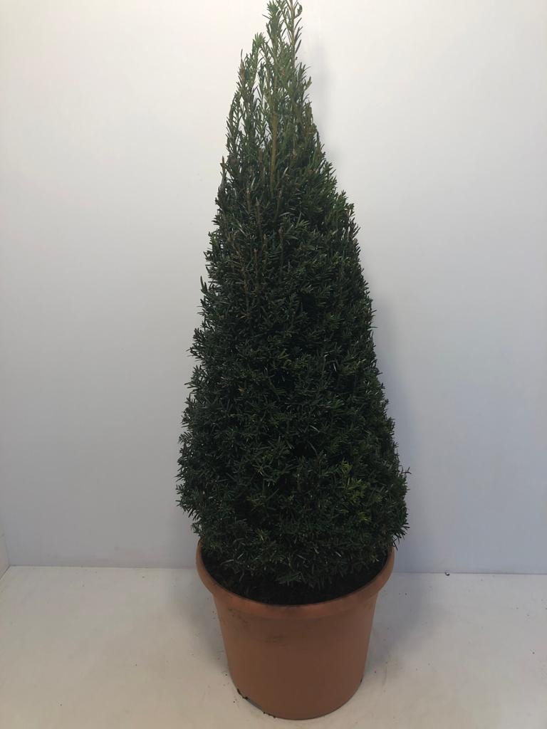 Picture of Taxus Baccata P29 (10 Ltr) 60/80-PYR