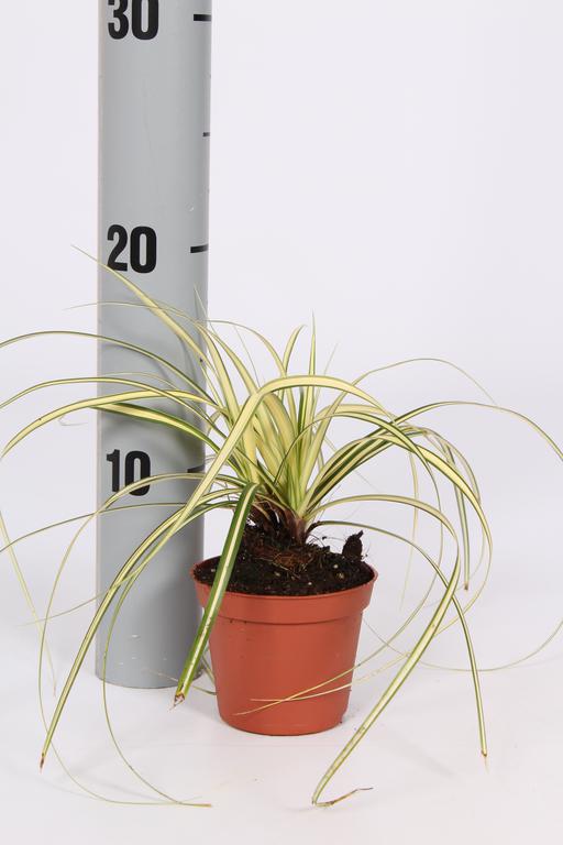 Picture of Carex oshimensis Evergold P8.5