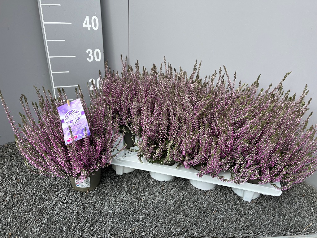 Picture of Calluna Garden Girls Herbst Lavendel P11 30-CM