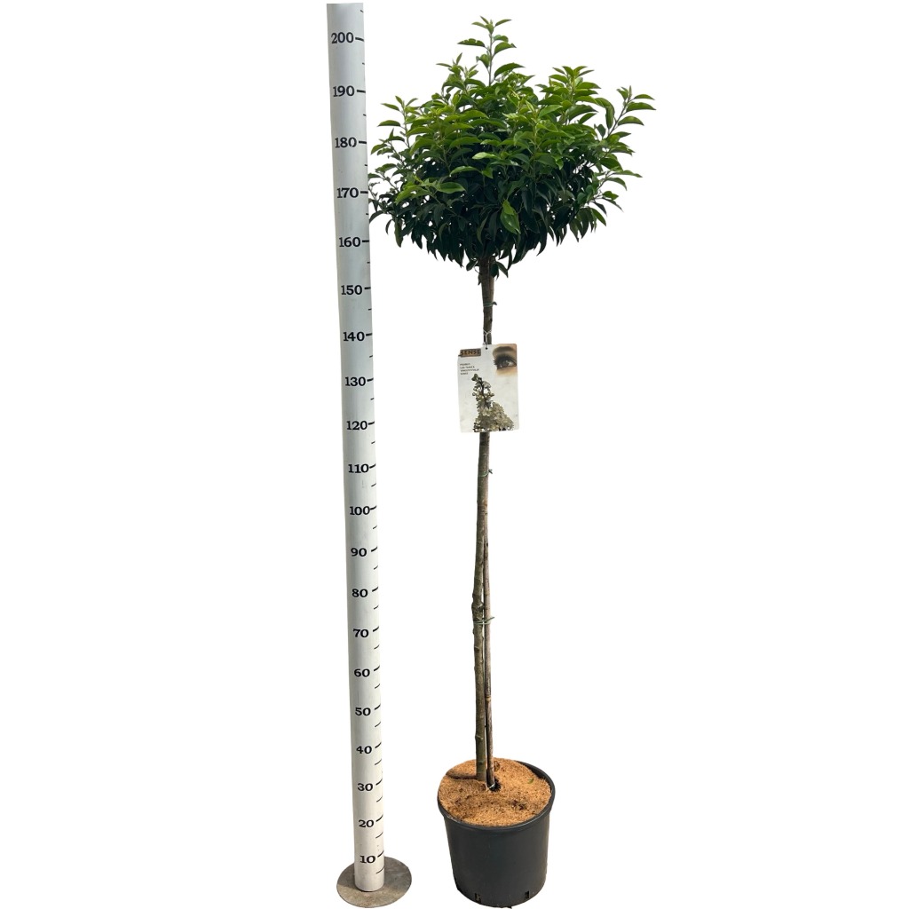 Prunus lus. Angustifolia