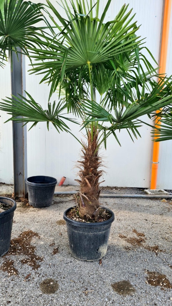Bild von Double Trolley Deal 2025 Trachycarpus fortunei  mixed sizes 30/40 std and 60/70 std
