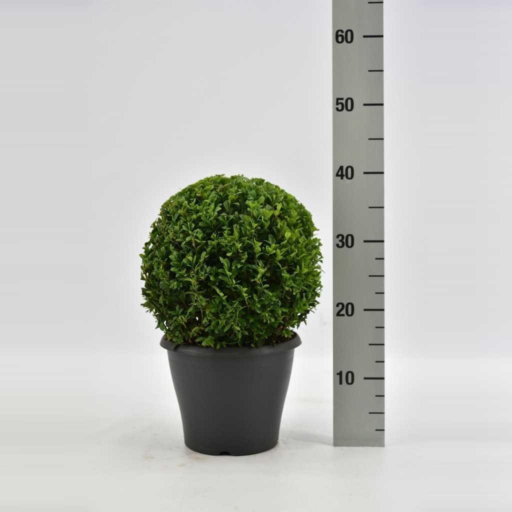 Picture of Buxus sempervirens P19 (3 Ltr)/GREY POT BALL 20-25 CM