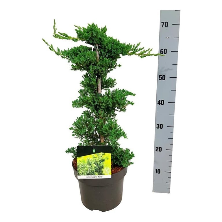 Picture of Juniperus procumbens Nana P23 (5 Ltr) PYRAMID